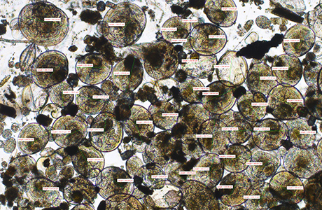 Mussel larvea