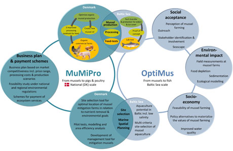 MumiPro-OPTIMUS interaction